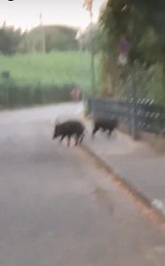 Cinghiali per le strade tra Bonifati e Sangineto_ la segnalazione di Confail-Faisa 2