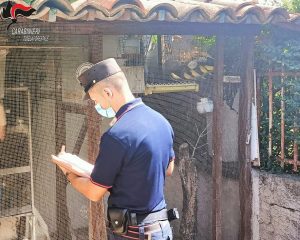 Controllo volatili dei Carabinieri Forestale, Denunciata una persona a Rende per detenzione illegale di avifauna protetta