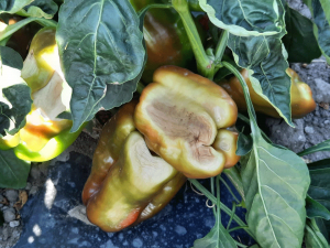 Peperoni