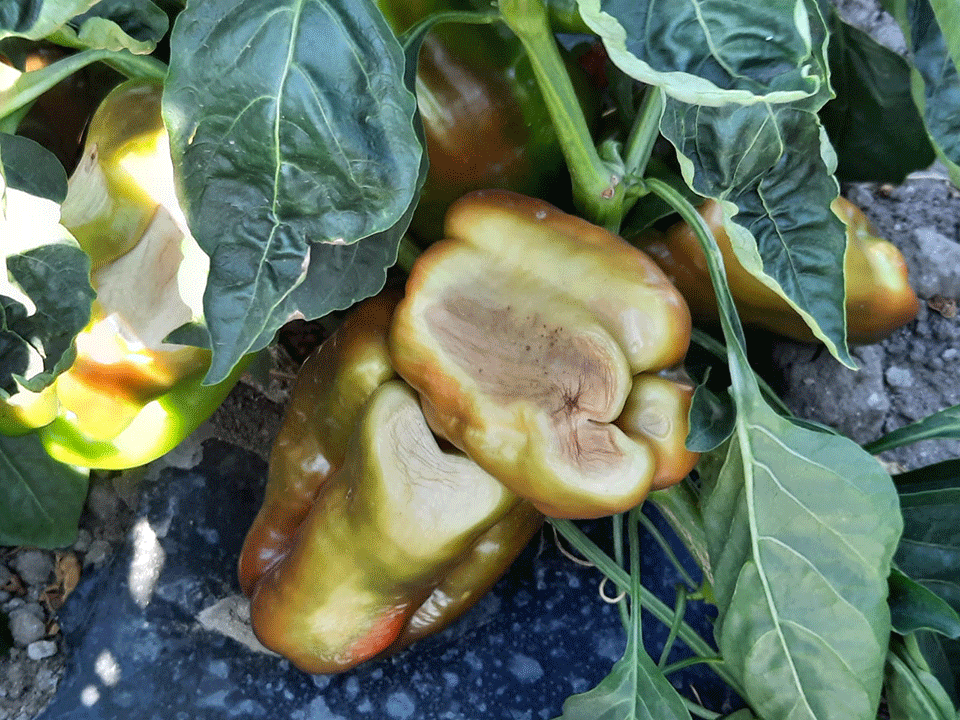 Peperoni