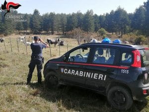 Parco della Sila, controlli e sanzioni sulla gestione dei pascoli