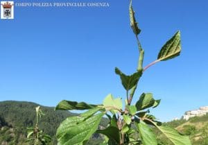 Polizia Prov.CS-Sila-Uccellagione-10.9.21-3