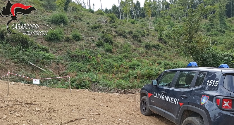 San Fili, sequestrata pista abusiva realizzata per l’esbosco