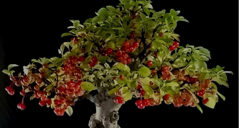 A Montalto Uffugo la mostra _Bonsai e Suiseki_