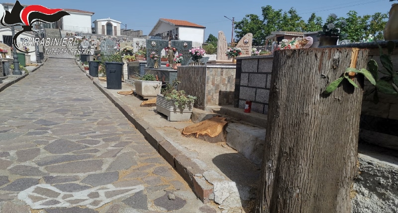 Caloveto_ taglio alberi al Cimitero, una denuncia