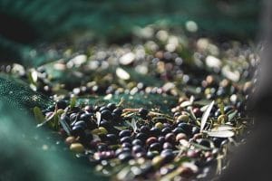 raccolta di olive