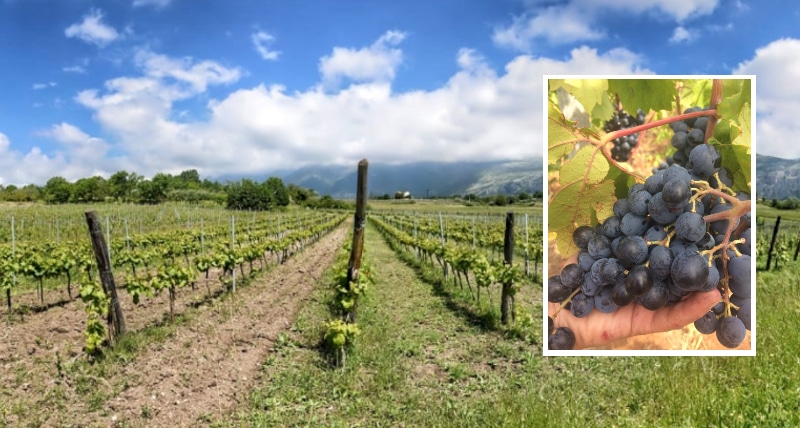 Rural Fodd Festival inizia dal vino il viaggio tra le identità alimentari del Pollino