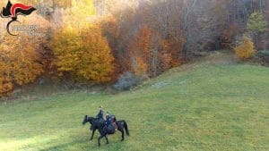 Saracena, centauri multati perché non in regola 2