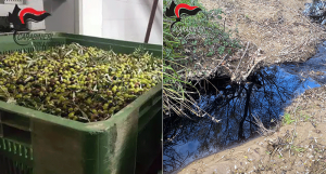 Reflui oleari in un torrente: denunciato titolare di un frantoio di Montalto