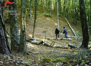 riprese-taglio-abusivo