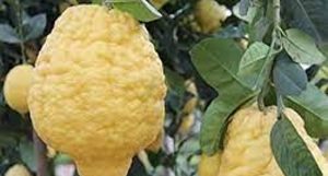 Calabria Cedro della Riviera dei Cedri