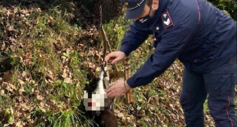 Lattarico, gatto intrappolato in un artifizio rudimentale liberato dai Carabinieri