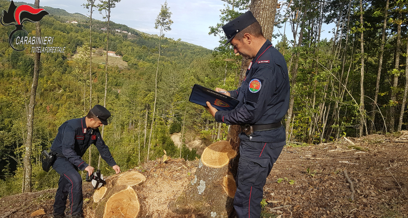 Carabinieri Forestale Calabria, il bilancio di un anno di attività al servizio dell’ambiente