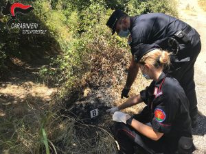 Carabinieri Forestale, il bilancio di un anno di attività al servizio dell’ambiente (4)