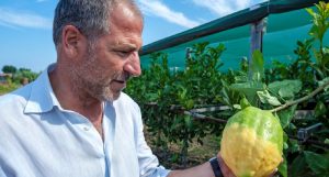 Consorzio del Cedro di Calabria, l'importanza del riconoscimento DOP