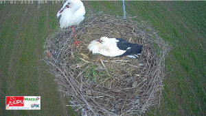 Installata in Calabria la prima Webcam live presso un nido di Cicogna bianca 2