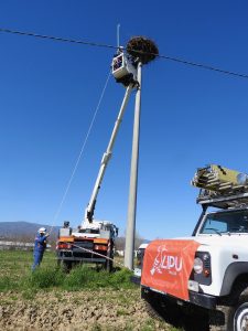Installata in Calabria la prima Webcam live presso un nido di Cicogna bianca 2