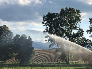 Irrigazione campo di patate in Sila