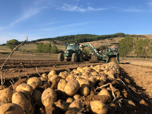 Patate della Sila provincia di Cosenza