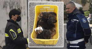 Rende, randagismo: in via Tiziano salvati 16 cuccioli
