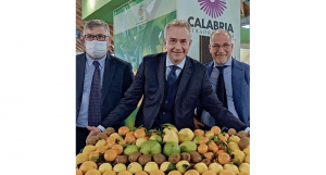 Il cedro di Santa Maria del Cedro vola a Bruxelles