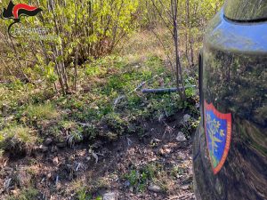 Rota Greca: denunciati per furto aggravato di alberi