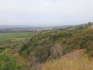 Tre Piani a dx cespugli di pini silvestri, a sn impianti uliveti intensivi, sullo sfondo l'abitato di Lauropoli