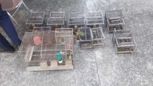 Sibaritide deteneva 19 uccelli di specie protetta deferita una persona