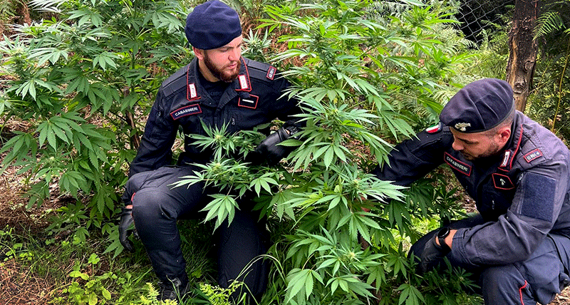 Palmi, scovate armi e piantagioni di cannabis a Santa Cristina d'Aspromonte e Oppido Mamertina