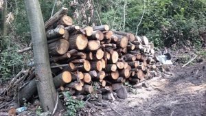 Piani di taglio di piante forestali ad uso familiare
