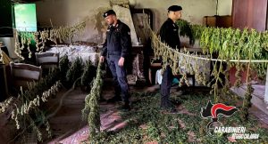 Piana di Gioia Tauro. Rinvenute dai Carabinieri due piantagioni di cannabis e oltre 30 chili di stupefacente pronto per la vendita