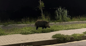 Un cinghiale a Santa Maria di Settimo a Montalto Uffugo