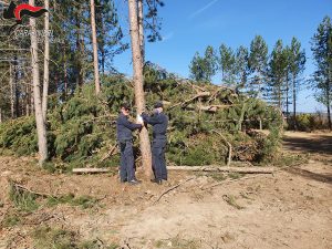 Spezzano della Sila, taglio abusivo di piante: sequestrati 4 ettari di bosco
