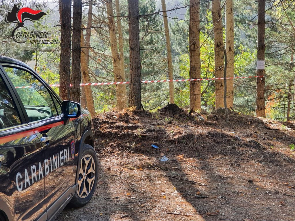Spezzano della Sila, taglio abusivo di piante: sequestrati 4 ettari di bosco