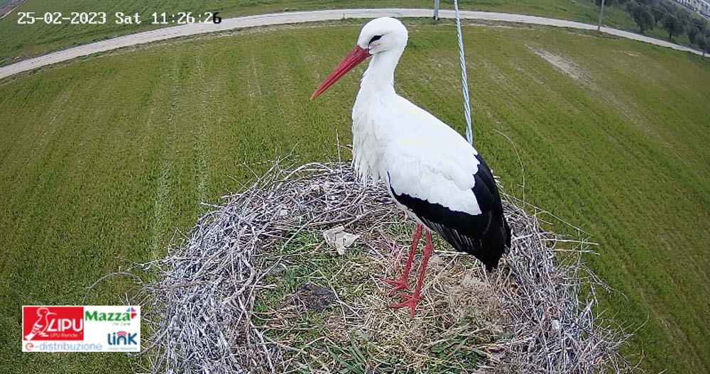 Webcam a Luzzi su nido di Cicogna bianca