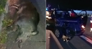 Autostrada, grave incidente causato da un cinghiale fra Torano e Montalto