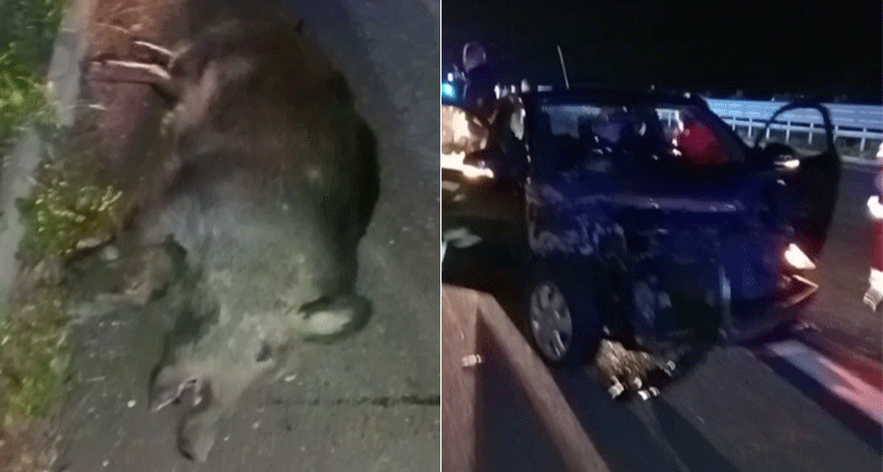 Autostrada, grave incidente causato da un cinghiale fra Torano e Montalto