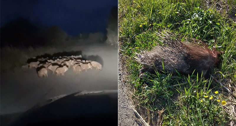 Calabria Massimo Belsito Troppi incidenti causati dalla fauna selvatica