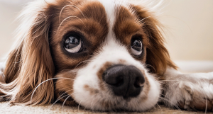 A Rende il congresso Epatopatie congenite ed acquisite nel cane