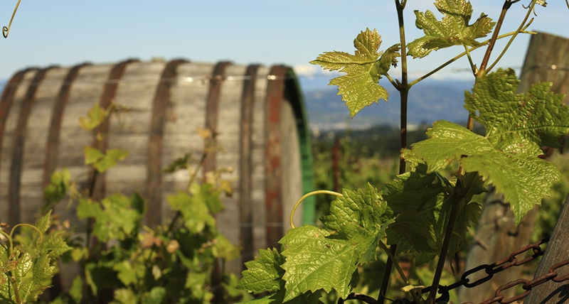 Il Sabato del Vignaiolo
