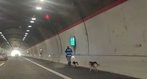 Cosenza, due cani in galleria sulla A2: scongiurato il peggio
