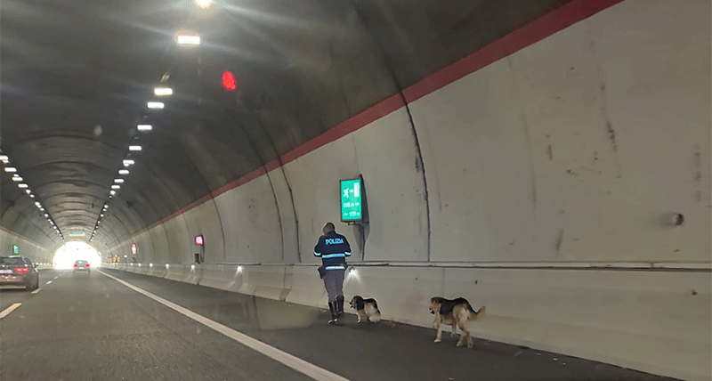 Cosenza, due cani in galleria sulla A2: scongiurato il peggio