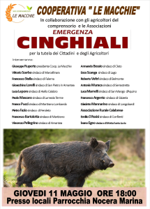 Emergenza cinghiale