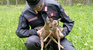 Spezzano della Sila, due cuccioli di capriolo nel Centro visite di Cupone