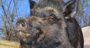 cinghiale