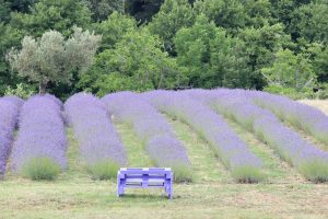Anche Lattarico ha il suo angolo di Provenza