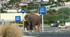 Elefante Amantea