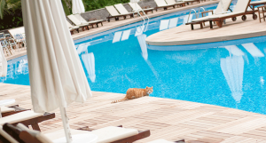 Si parte per le vacanze, cosa fare con il proprio gatto? I consigli della Clinica VetLife di Cosenza