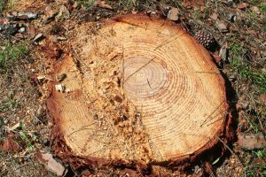 Lipu: "Rende da città verde a città deserta"