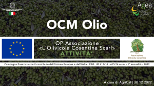 O.P. Associazione l'Olivicola Cosentina: un anno di successi e sfide per la produzione olearia sostenibile